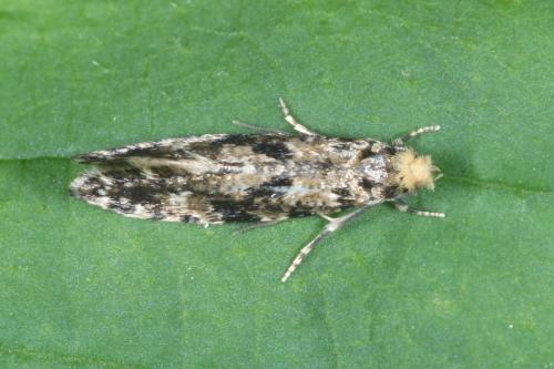 Réf. 283 613 : Nemapogon sp.